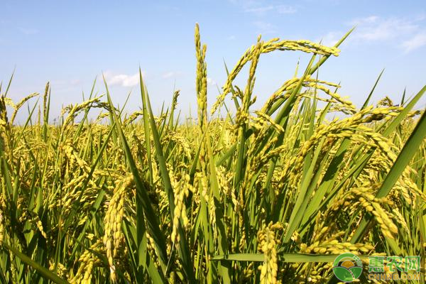 深圳菜鲜生配送-2021年4月水稻价格最新行情预测