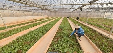 龙岗蔬菜配送蔬菜遮阳避雨栽培技术